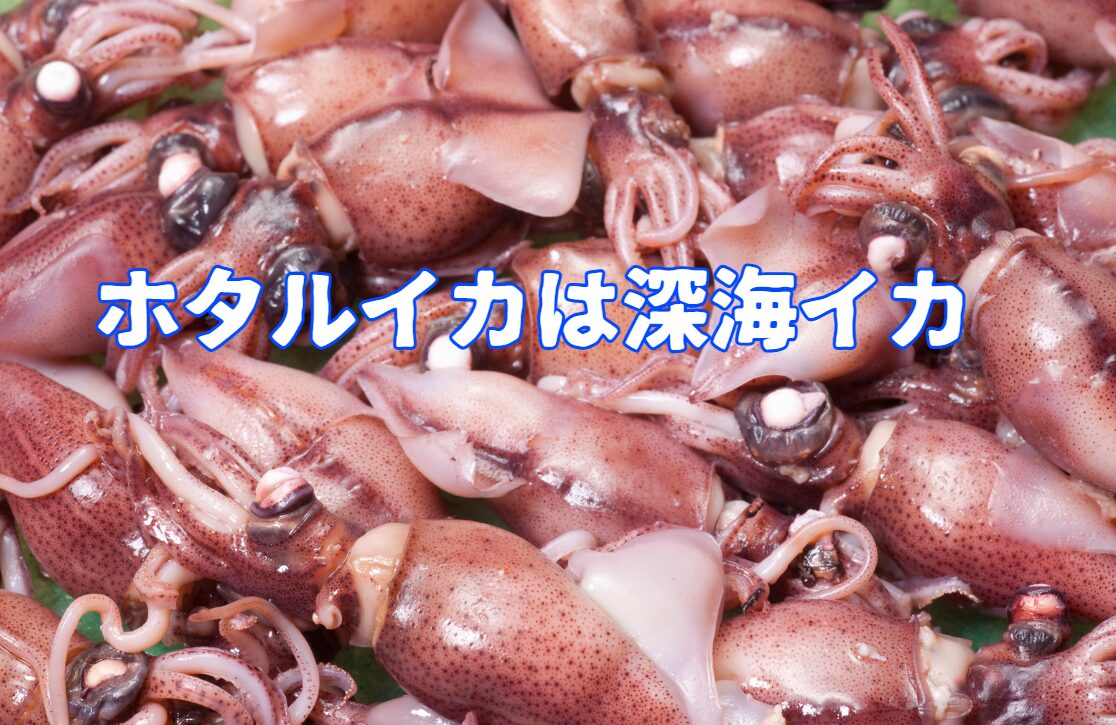 ホタルイカは深海で生息するイカ。釣太郎