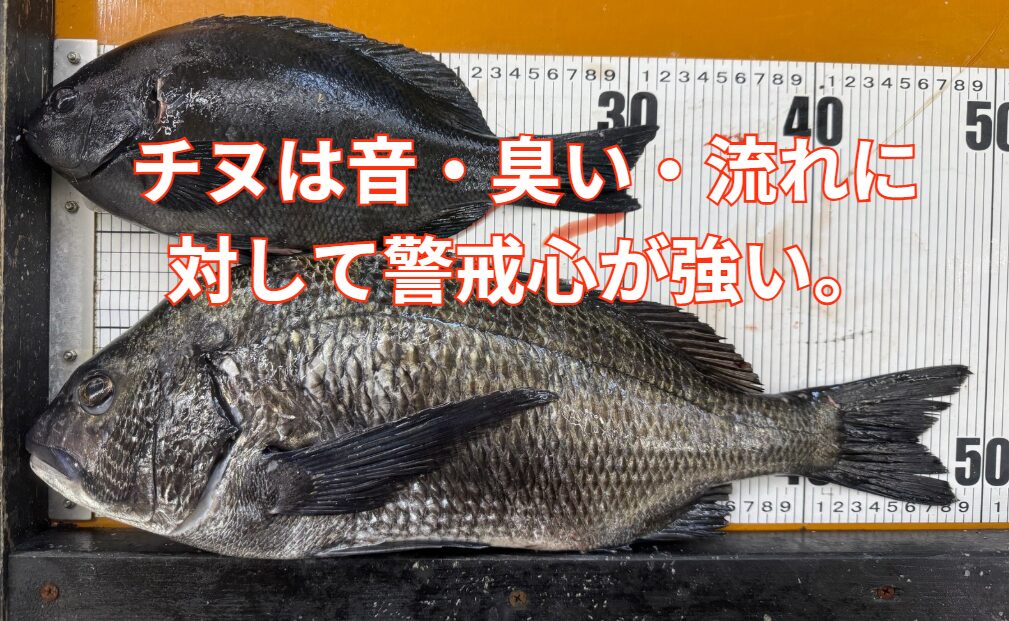 グレが「見た目の違和感」に敏感なのに対し、チヌは「音・臭い・流れ」に対して警戒心が強い。釣太郎