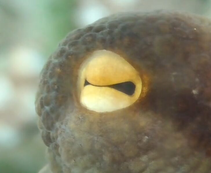 タコの目の構造、視力の高さの理由説明。釣太郎