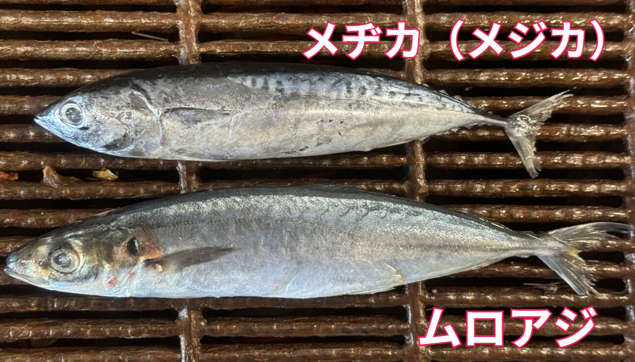 活性が高ければムロアジ、生餌が難しい時や低活性時はメヂカ（切り身も有効）。クエ釣りエサ紹介。釣太郎