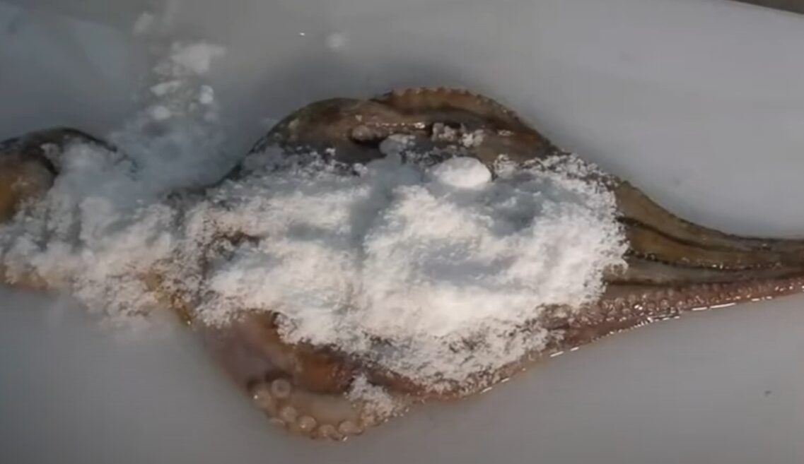 活きダコの下処理は「塩もみ」が定番!釣太郎