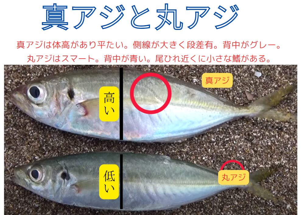 マアジとマルアジの基本的な違い説明。釣太郎