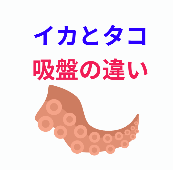 イカとタコの吸盤の違い説明。釣太郎