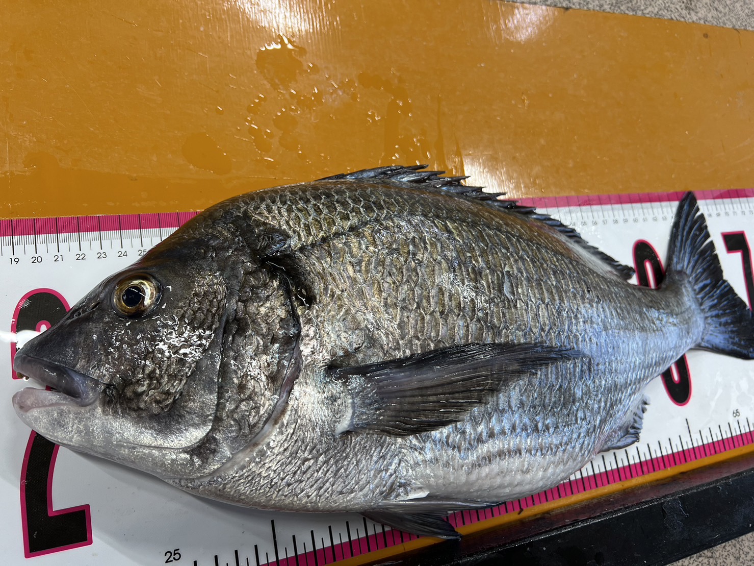 晩冬から春にかけて、黒鯛（チヌ）ノッコミシーズンとは？釣太郎