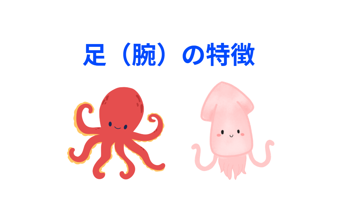 足と呼ばれているものは実は腕。タコは8本、イカは１０本。釣太郎