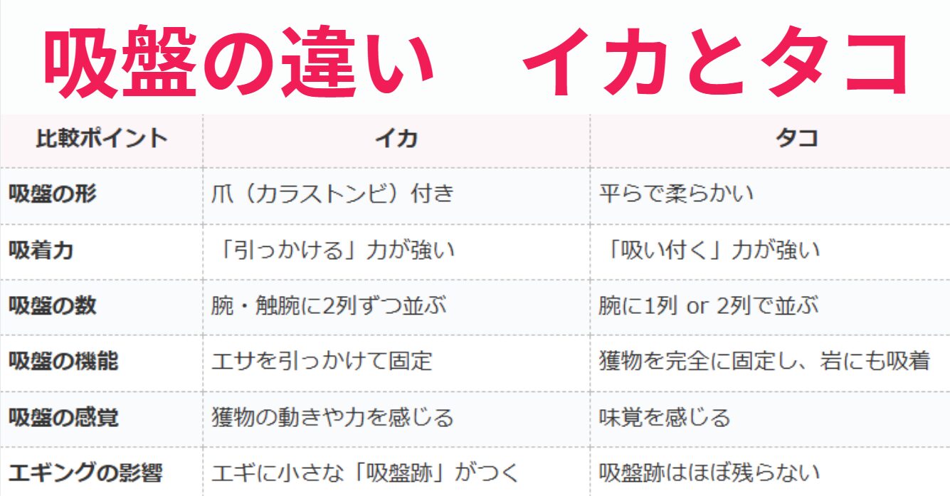 タコとイカの吸盤の違い説明。釣太郎