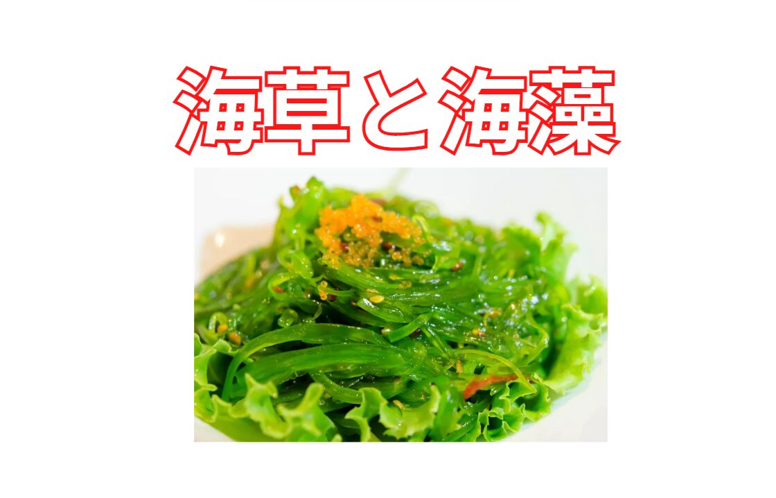 海草と海藻、何が違う？釣太郎