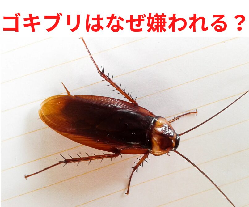 ゴキブリは、自然界では必要な役割を果たしている生物。釣太郎