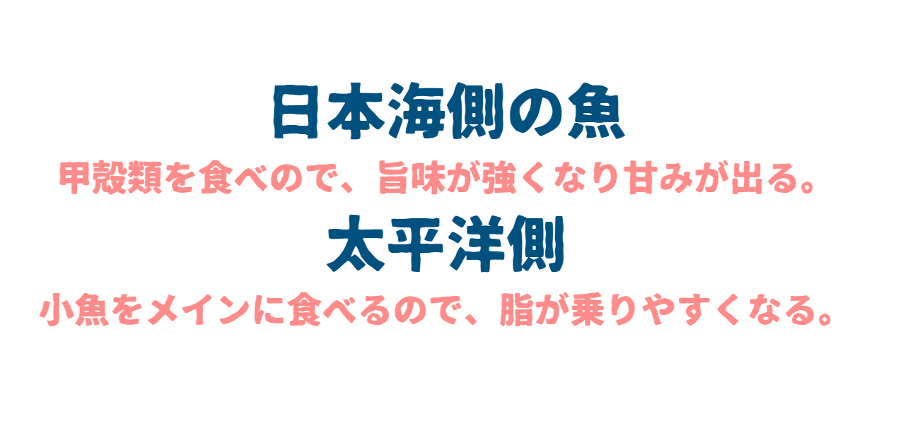 日本海側の魚は、甲殻類を食べる為、旨味が強くなり甘みが出る。釣太郎 小魚をメインに食べる魚は、脂が乗りやすくなる。