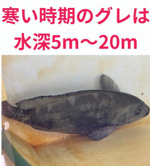 寒グレ釣りの水深ポイントは5から20M。フカセ釣り入門。釣太郎