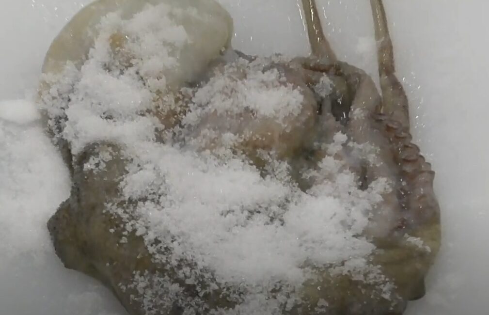 活けタコの処理は塩もみが定番。これはヌメリと菌を落とすため。釣太郎