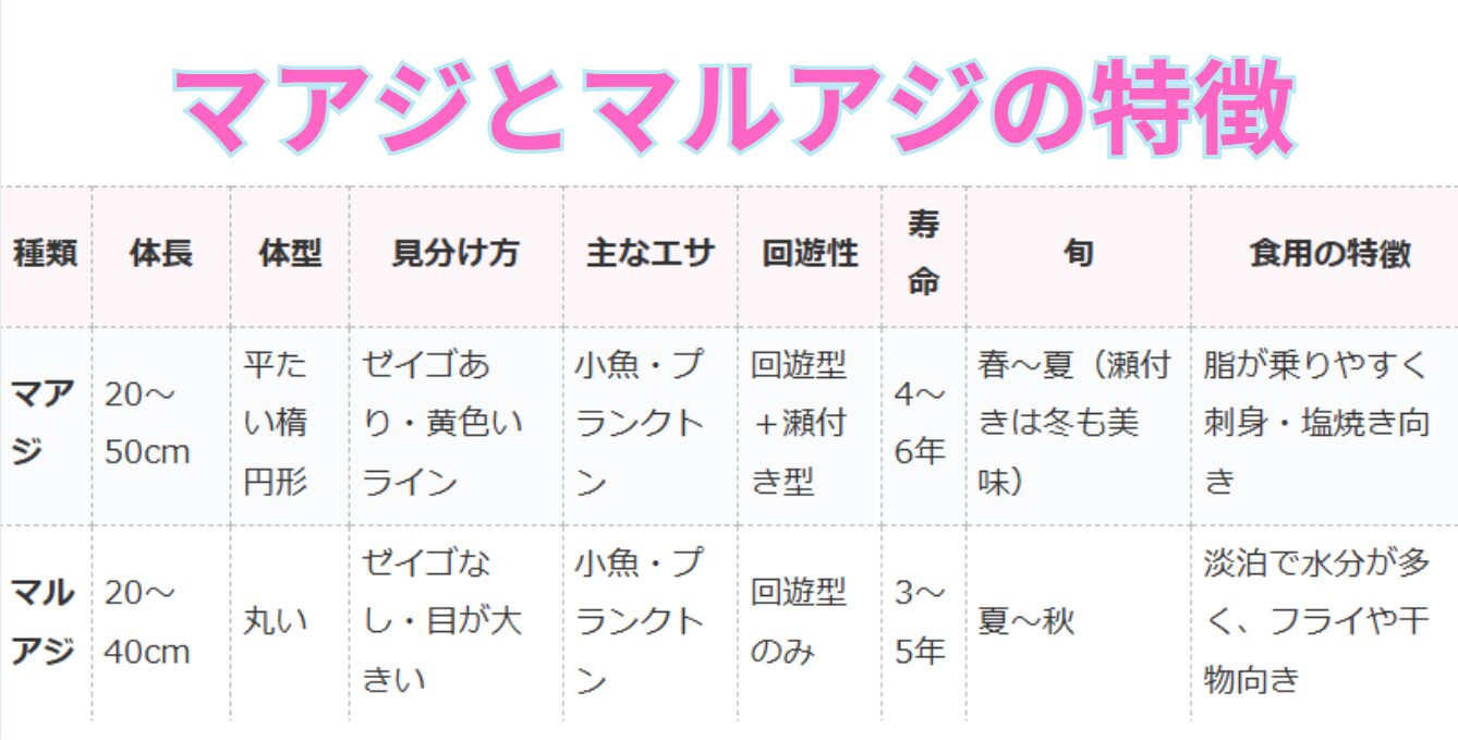 丸アジと真アジの特徴の違い説明。釣太郎