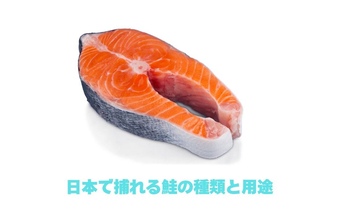 日本で捕れる鮭の種類と用途紹介。釣太郎