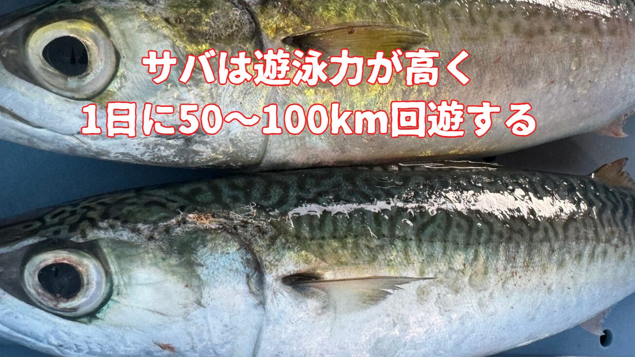 サバは遊泳力が高く、1日に50〜100km回遊する。釣太郎