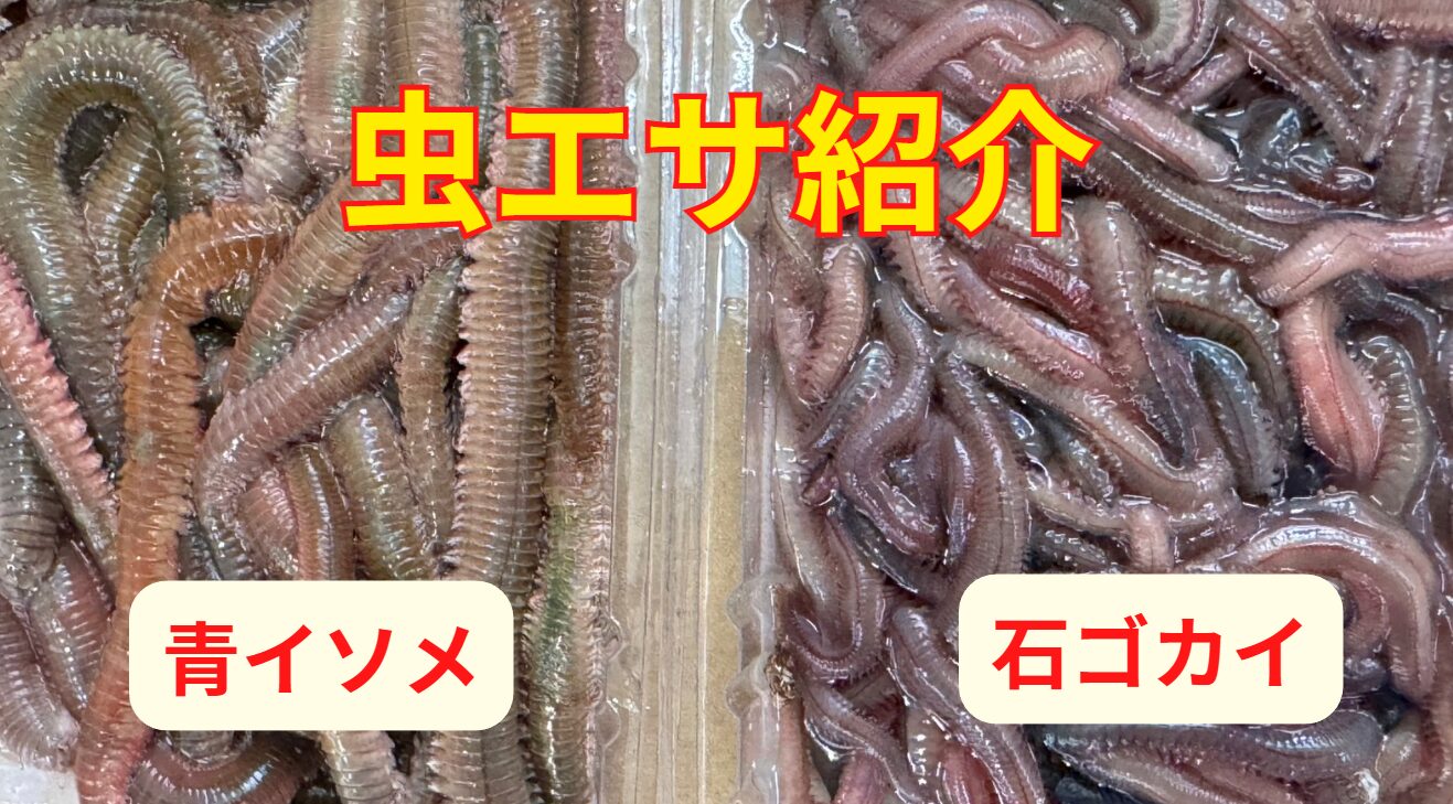 青イソメ vs. 石ゴカイ｜初心者向け！違いと使い分け完全ガイド。釣太郎