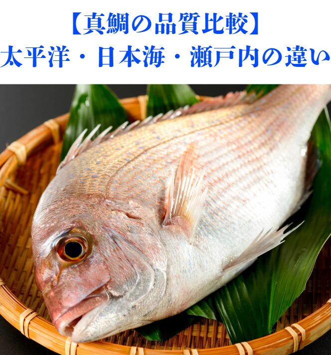 【真鯛の品質比較】太平洋・日本海・瀬戸内の違い。釣太郎