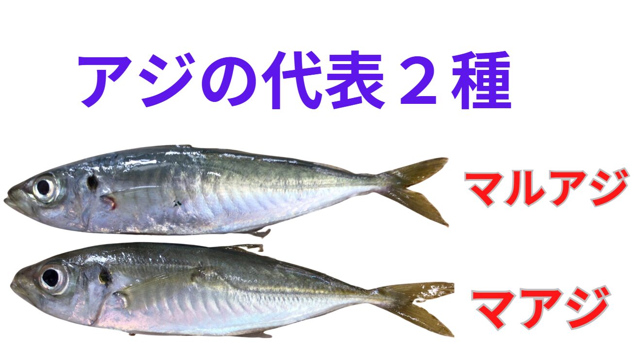 アジにハマ有と丸アジがあります。サビキ釣り入門。釣太郎