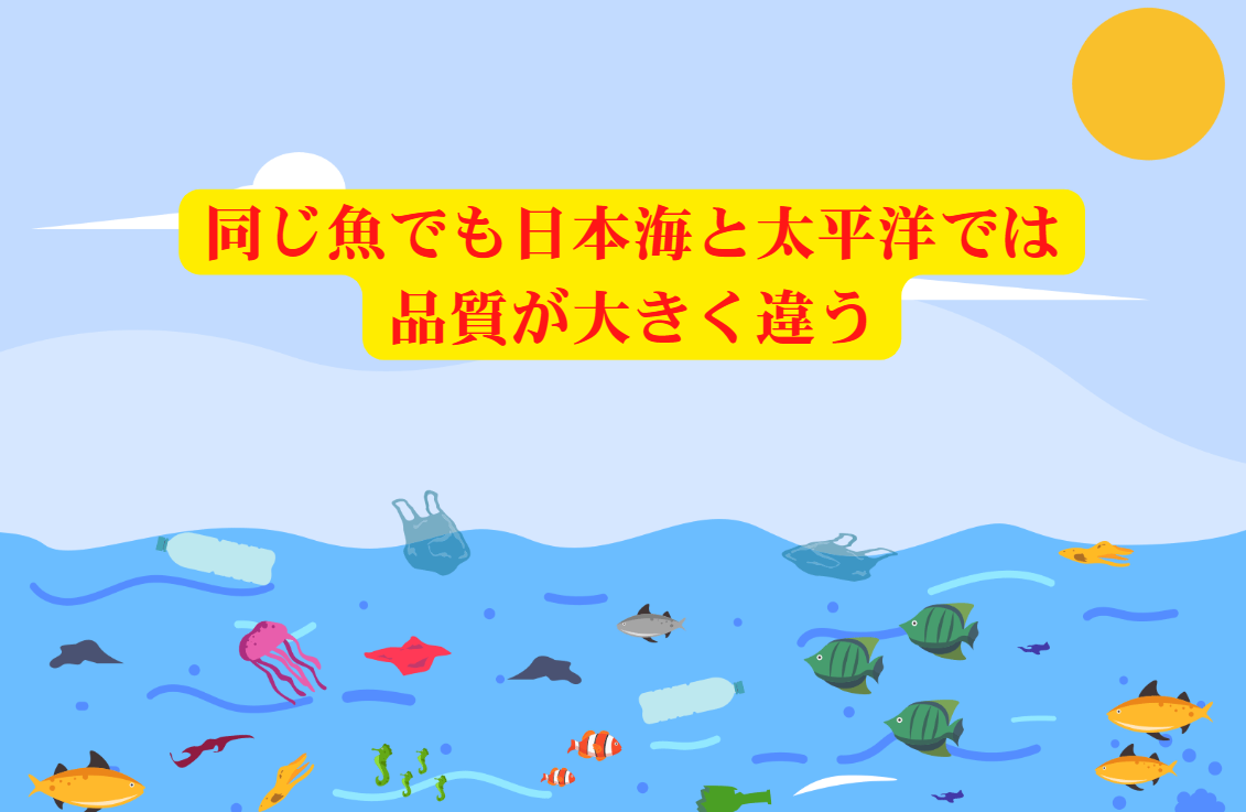 日本海の魚 → 脂がのって濃厚な味わい ✔ 太平洋の魚 → 引き締まった食感で上品な旨味。同じ魚でも違う。釣太郎