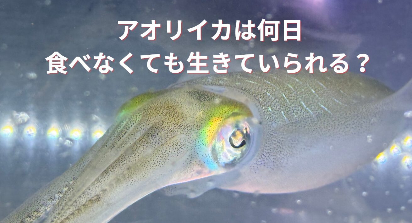 アオリイカは何日食べなくても生きていける？釣太郎