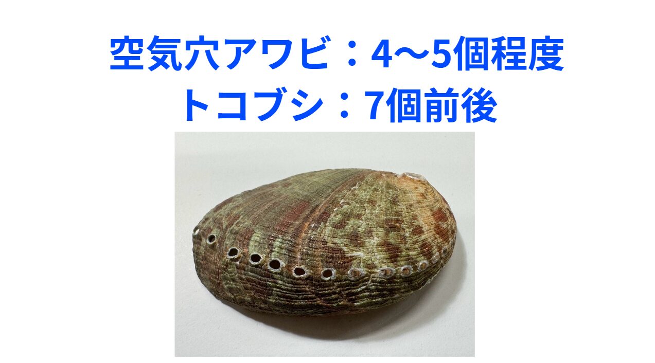 空気穴はトコブシが7個ほどで、アワビは4個歩と少ない。釣太郎