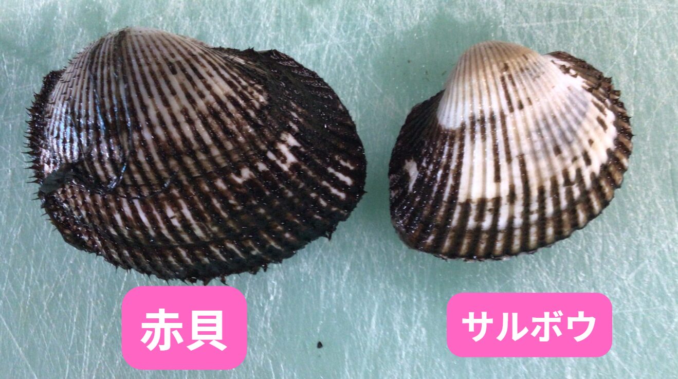 アカガイは全体が赤黒い。サルボウ貝は淵だけ黒く、全体が白い。石鯛釣りエサ紹介。釣太郎