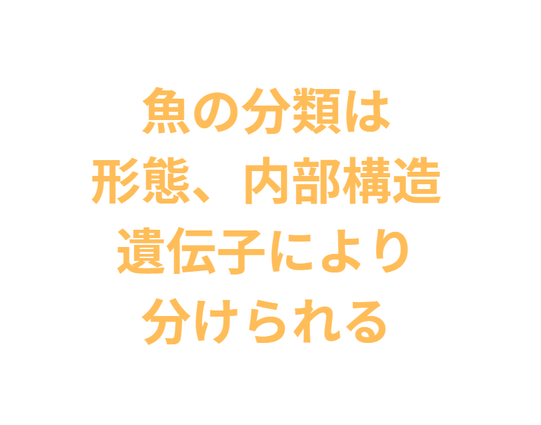 魚の分類は、携帯、内部構造、_DNAによって分けられる。釣太郎