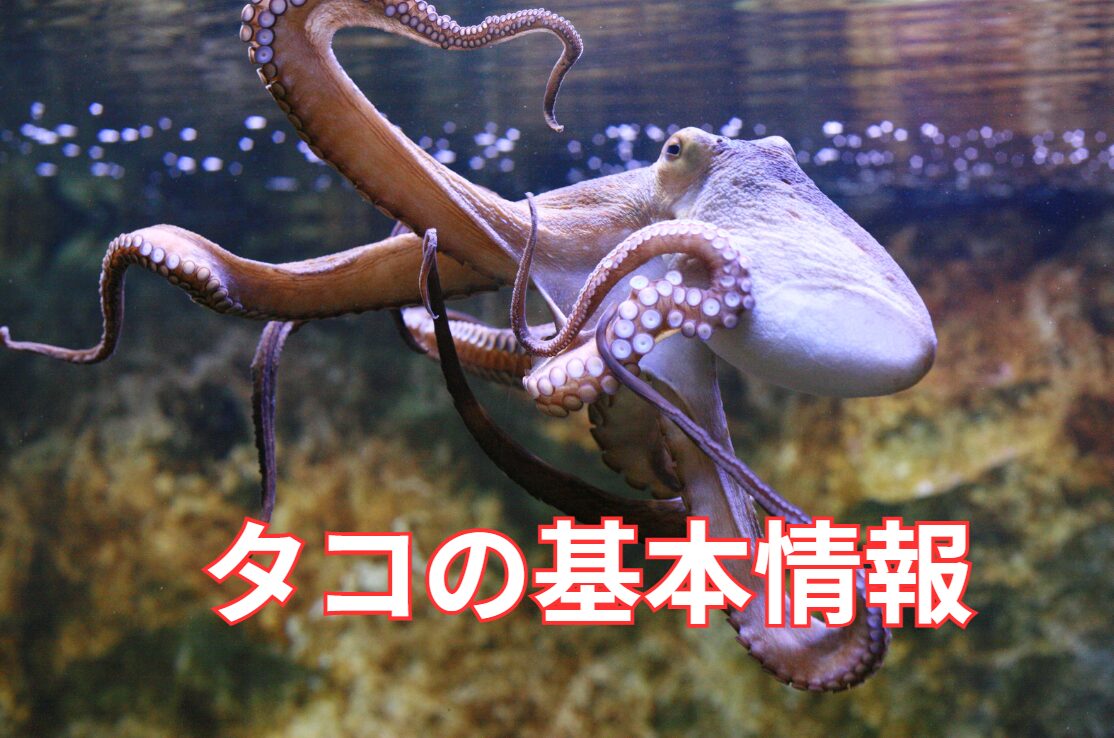 タコ(Octopus)は、頭足類に属する海洋無脊椎動物。釣太郎