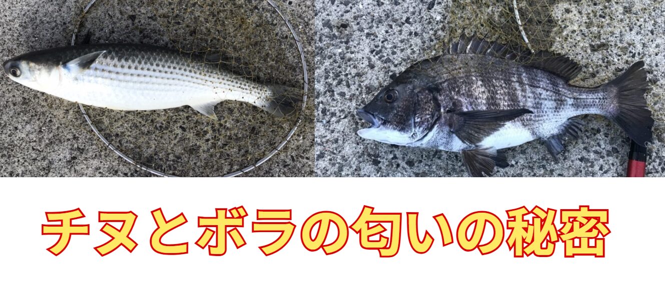 ボラとチヌ（黒鯛）の匂いの秘密。釣太郎