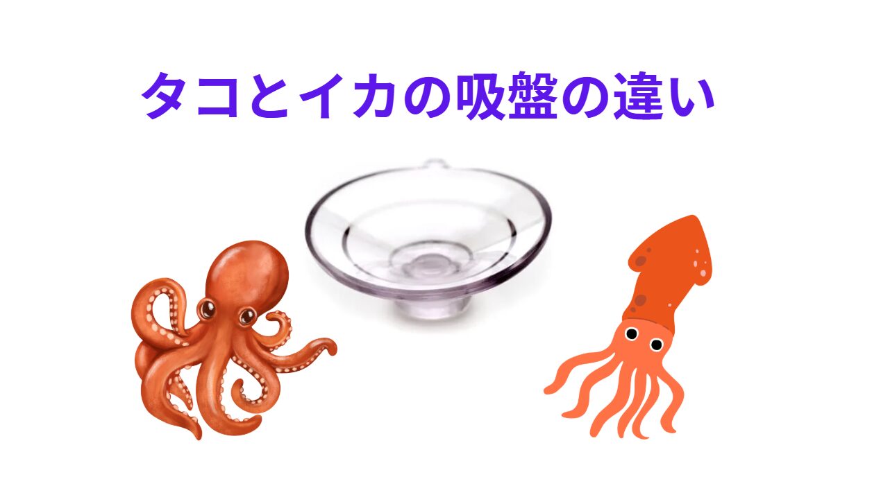タコとイカの吸盤の違い説明。釣太郎