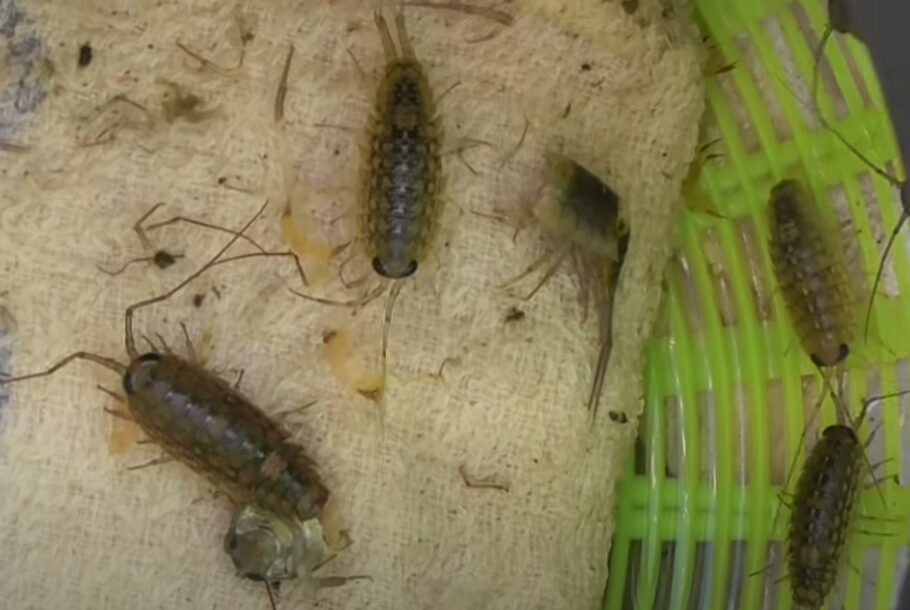 フナムシは「甲殻類」の仲間で、磯場や防波堤に生息する生物。釣太郎