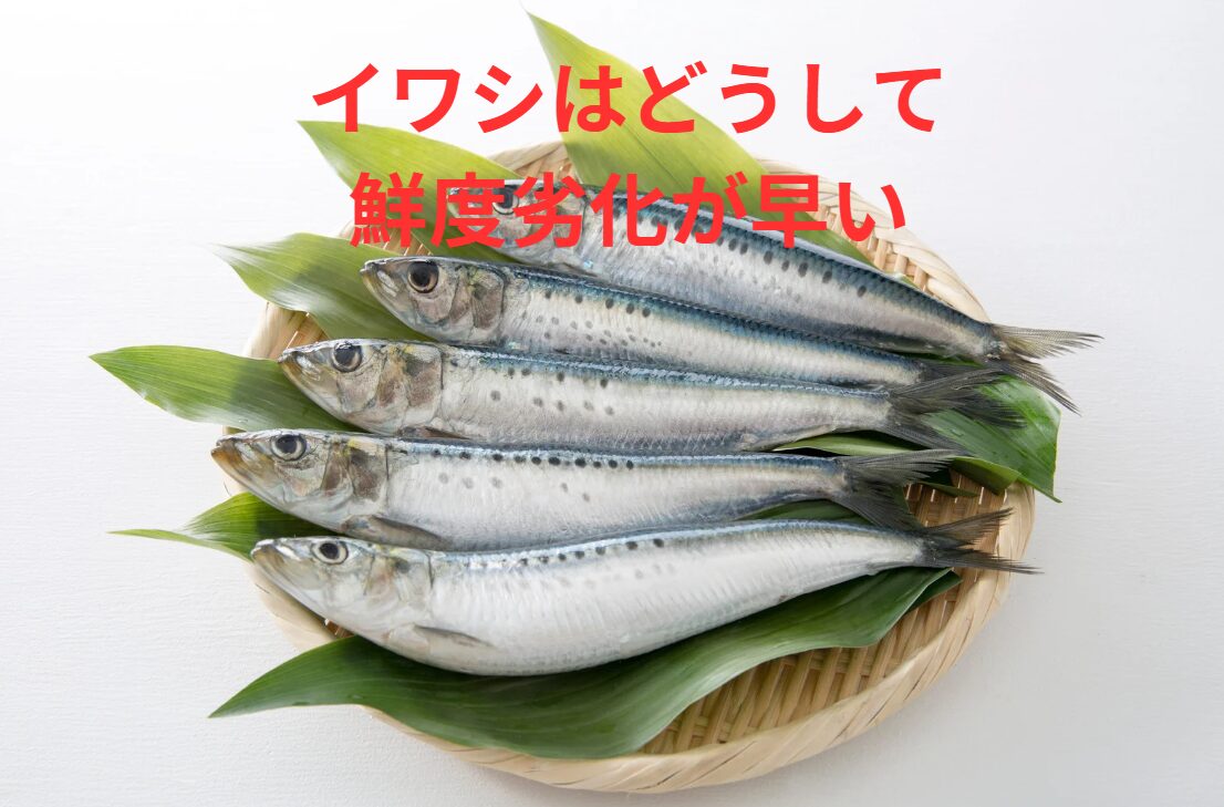 「魚へんに弱い」と書く「鰯（イワシ）」は、名前の通り非常に鮮度が落ちやすい魚。釣太郎