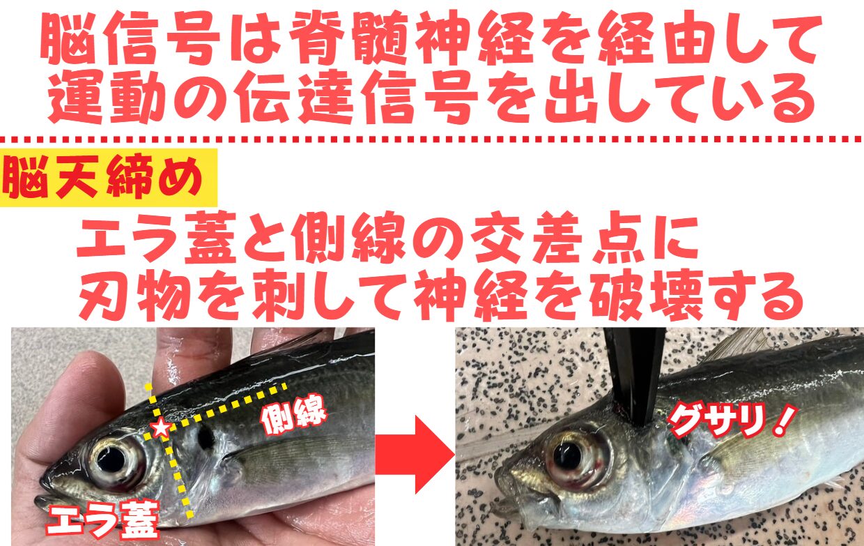 【魚の活締め完全ガイド|釣り人必見!鮮度を保つ締め方とコツ】釣太郎