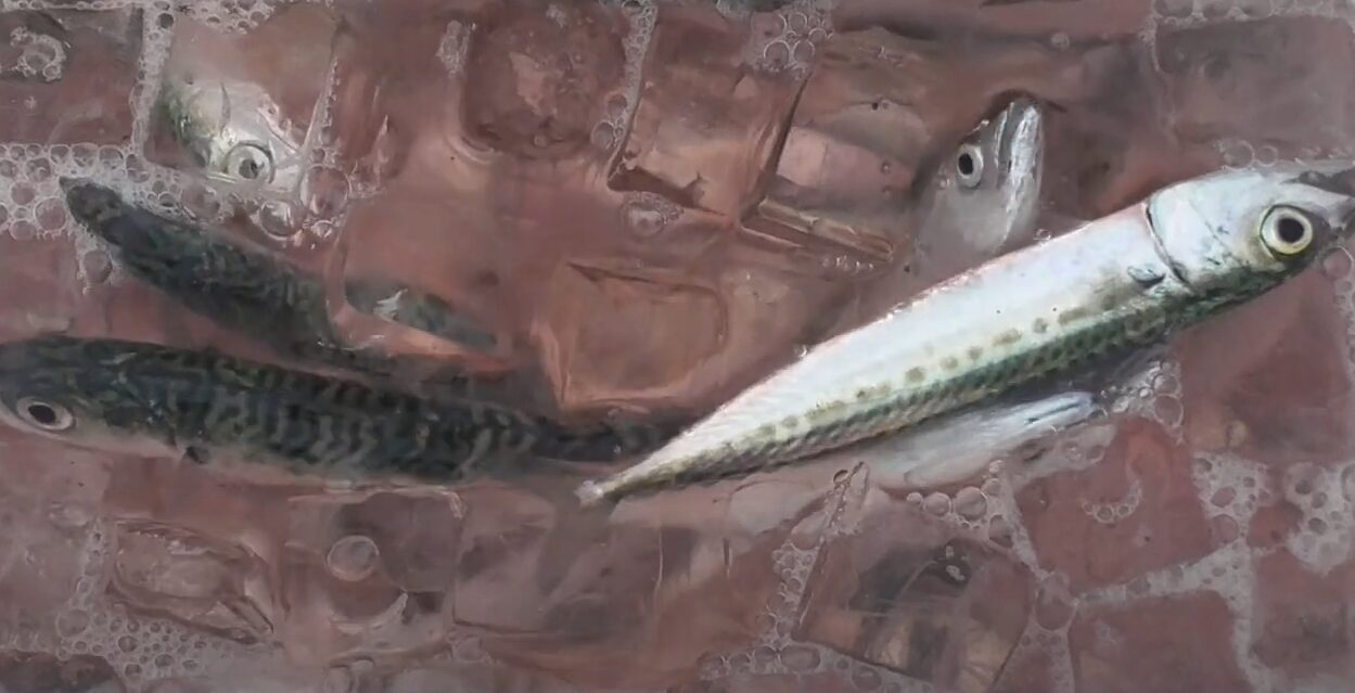 釣った魚は氷に海水を入れて「潮氷」で冷却すれば万全。釣太郎