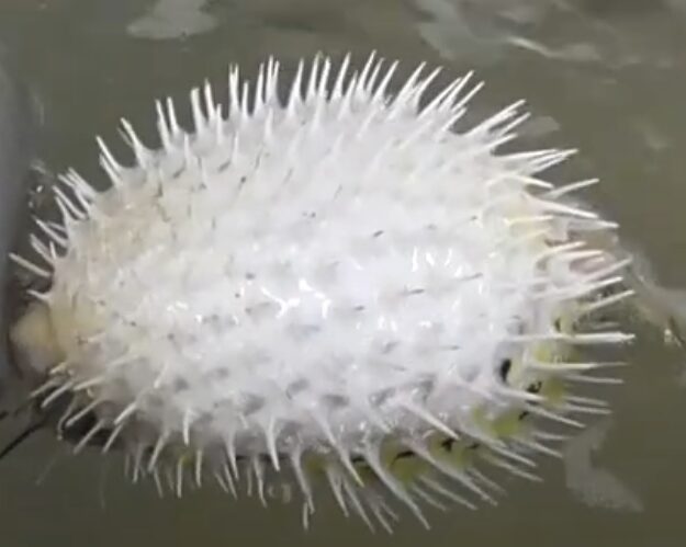 ハリセンボンは、外敵に襲われると 体内に水や空気を取り込んで膨らみ、針を立てて防御する。釣太郎