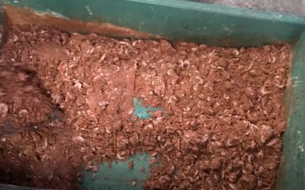 マキエサの沖アミを足で踏んでいるのは、撒き餌の沈下速度を調整し、まとまりを良くするため。釣太郎