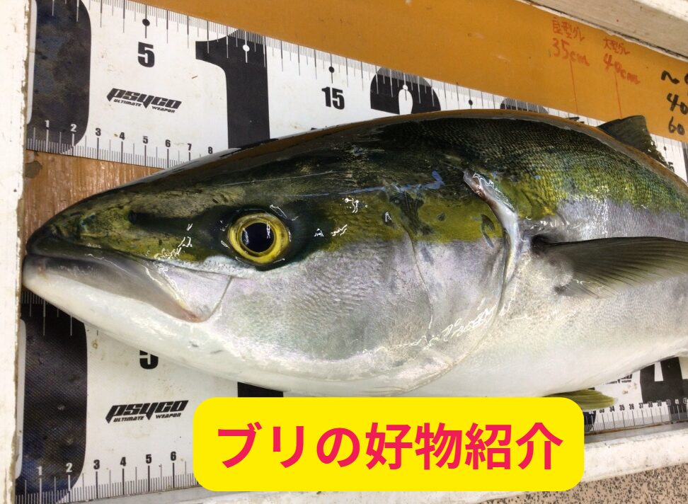 回遊魚ブリの好物紹介。釣太郎
