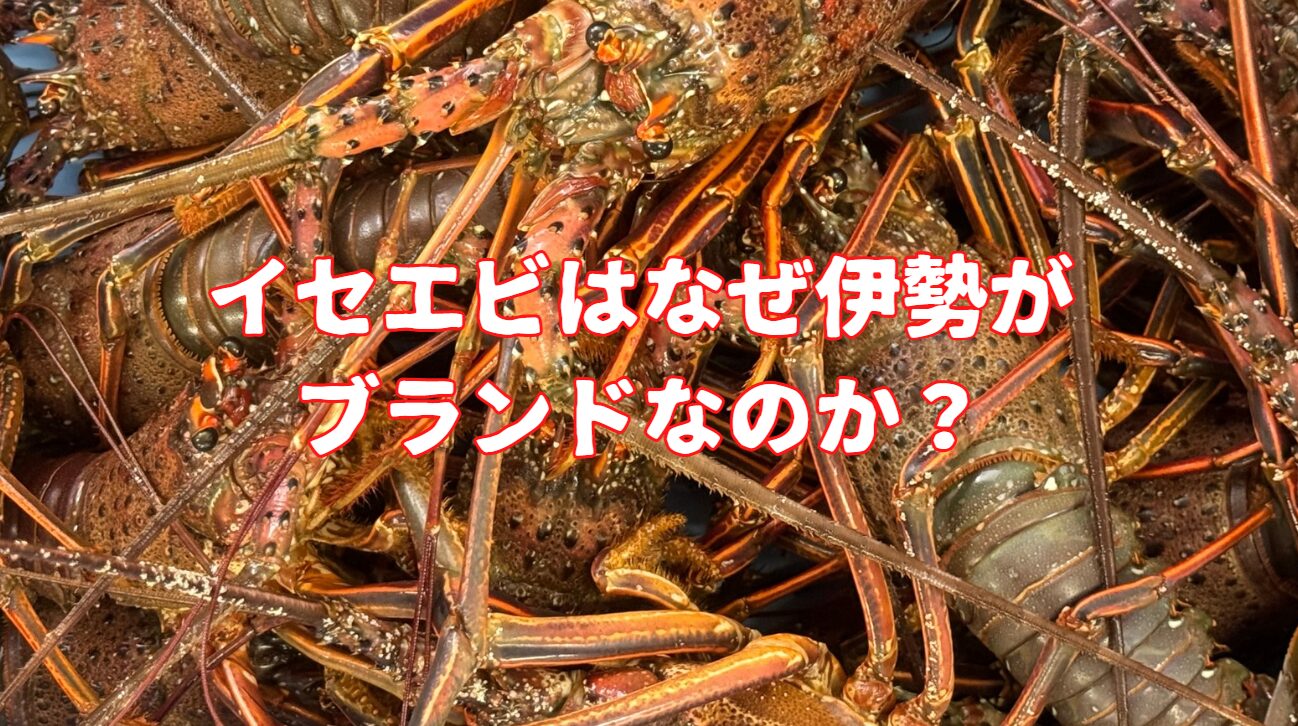 伊勢のイセエビブランド化の秘密。釣太郎