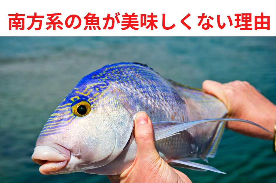 南方系の魚が美味しくない理由説明。釣太郎