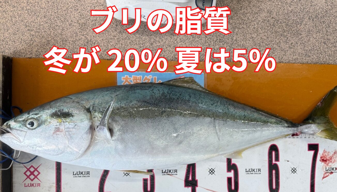 冬のブリは脂質が 15~25% に達し、夏 3~8%。となる。釣太郎