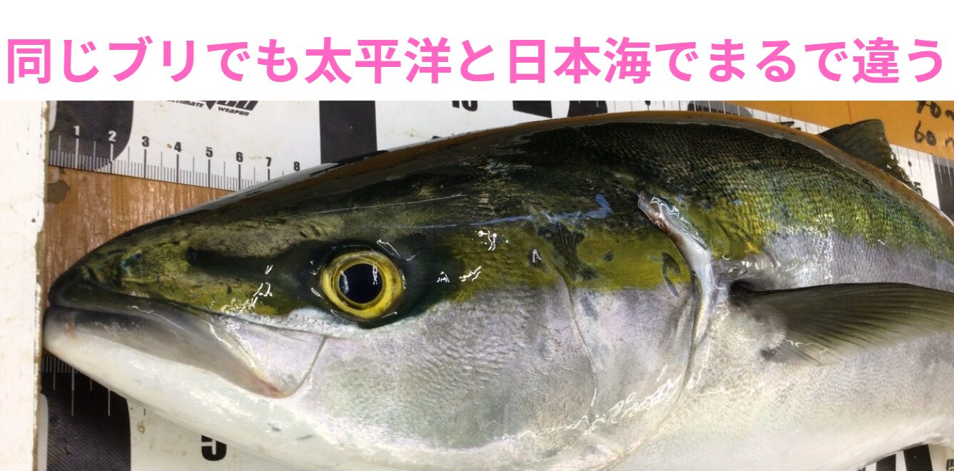 同じ魚でも、太平洋と日本海で品質がまるで違う！摩訶不思議な「ブリ」の秘密とは？釣太郎