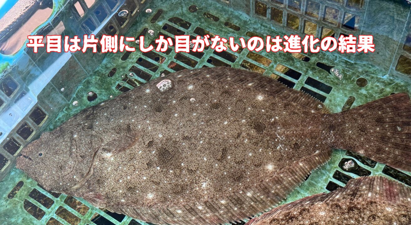 カレイ、平目に片側にしか目がないのは進化の結果。釣太郎