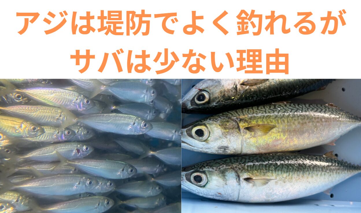 アジとサバの生態的違いが堤防釣りの釣果に与える影響。釣太郎