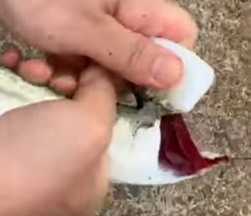 サバは血が多い為「首折り血抜き」が必須！釣太郎