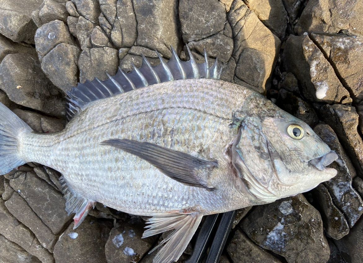 黒鯛（チヌ）の生態、特徴についてご説明。釣太郎