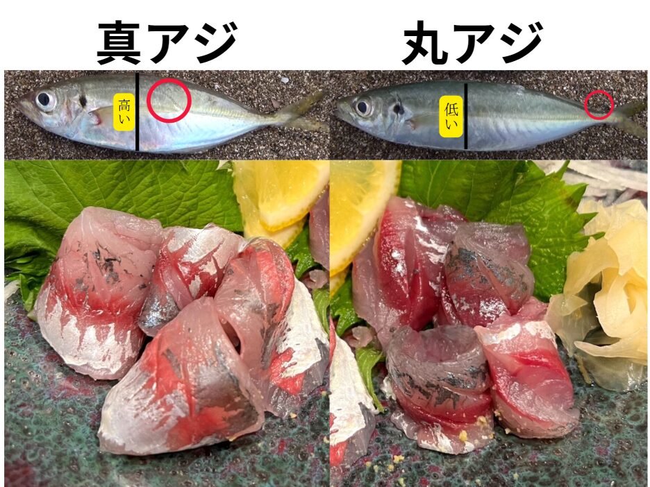 真アジと丸アジの見分け方、味の違い、釣り方のポイントを詳しく解説します。釣太郎