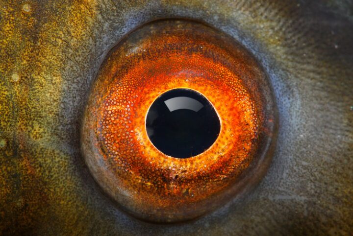 魚の鮮度が劣化すると 目がくぼみ、白く濁り、力がなくなる 理由説明。釣太郎