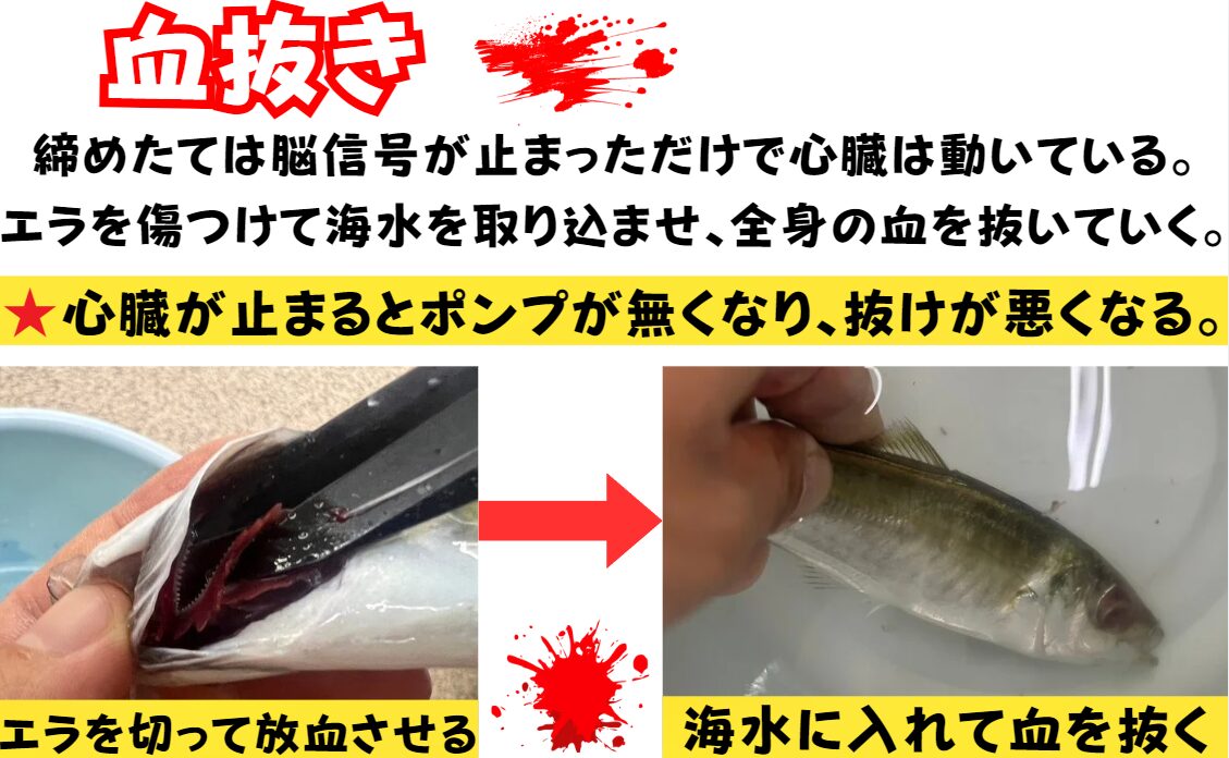 【活魚の血抜き完全ガイド｜釣り人必見！美味しくするための正しい方法】釣太郎