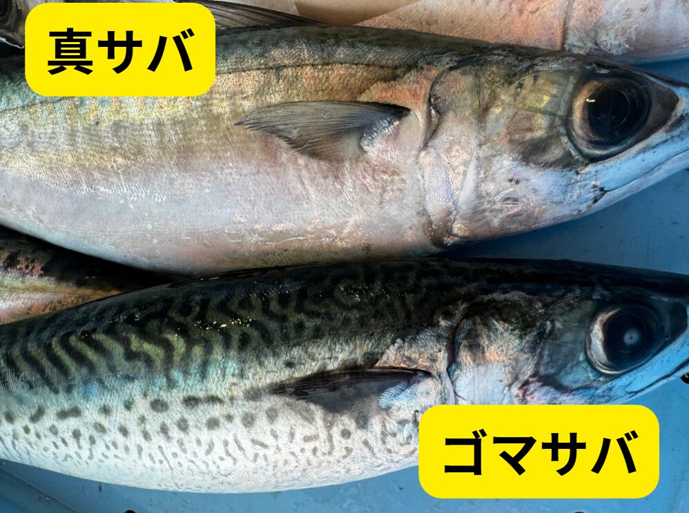 お弁当に入れるなら、冷めても美味しい「ゴマサバ」の方が向いている。釣太郎