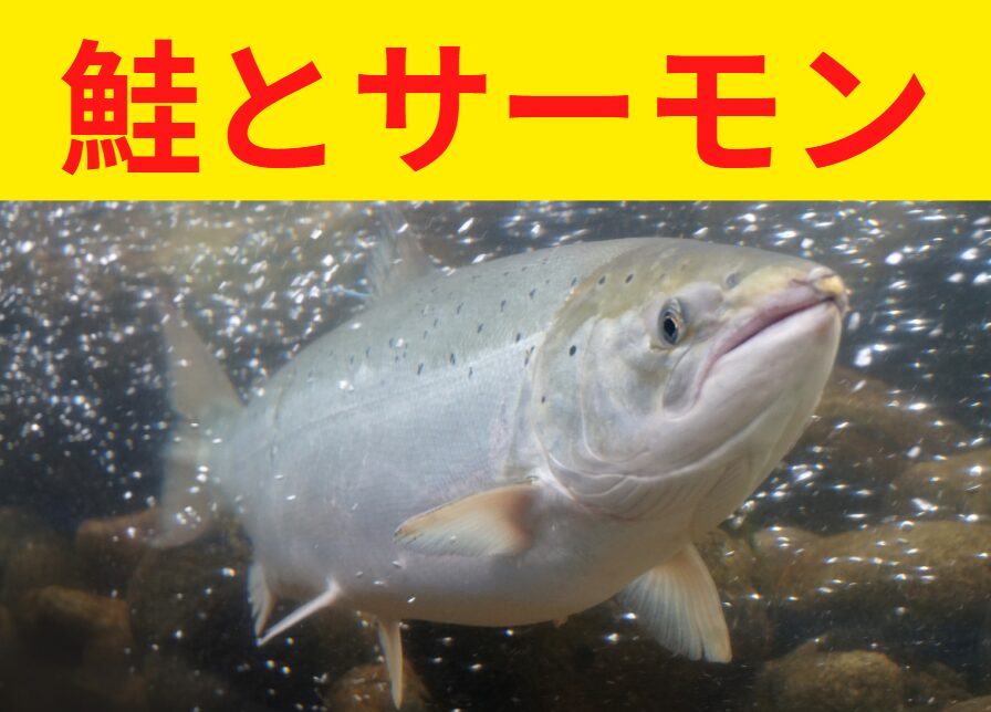 鮭とサーモンの違い説明。釣太郎