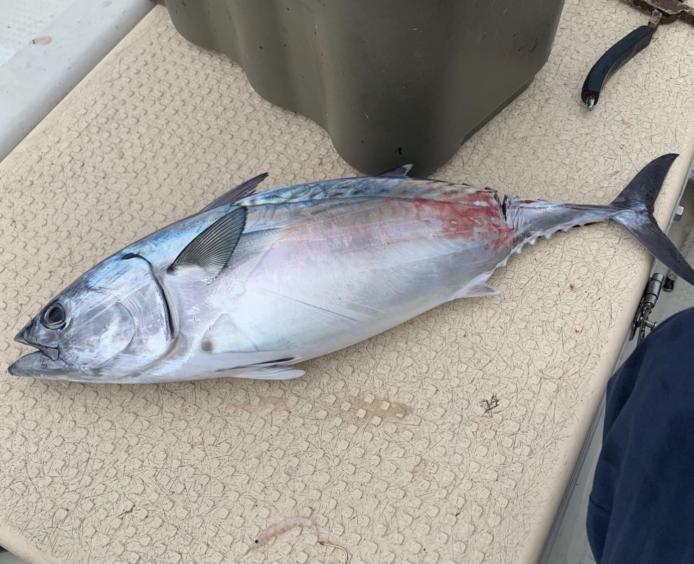 魚のヒレは、種類によってそれぞれ異なる機能を持っています。釣太郎